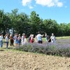 Comment différencier la lavande et le lavandin