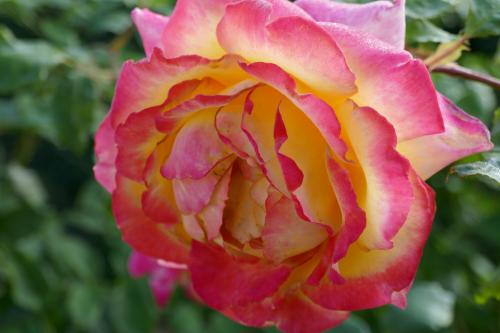 Le cartoscope du mardi 11 janvier 2022