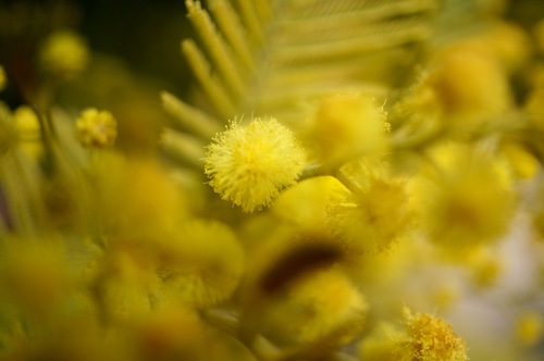 Mimosa d'hiver (Acacia dealbata)