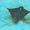 spotted_eagle_ray snorkeling