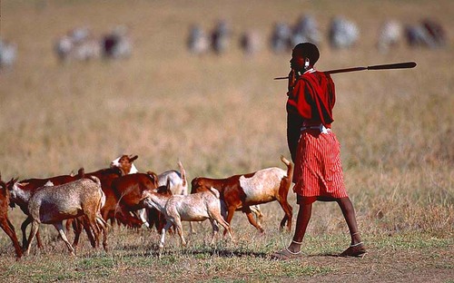 Patrimoine mondial de l'Unesco : La zone de conservation de Ngorongoro - Tanzanie -