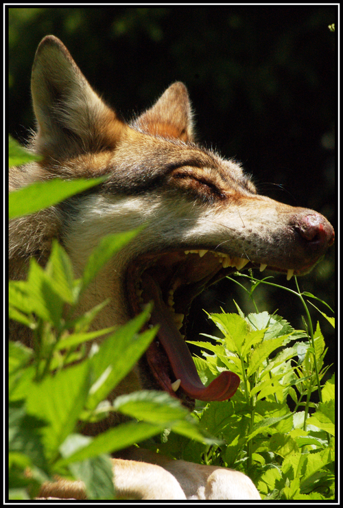 Portrait de loups