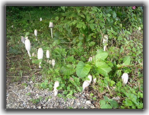 coprins chevelus - coprinus  (excellent comestible jeune)