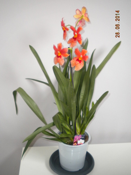 Orchidée Cambria