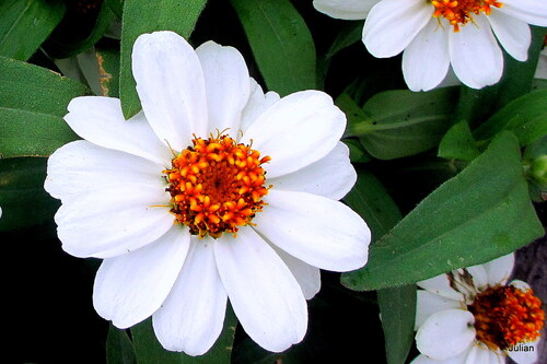 Jolies fleurs blanches