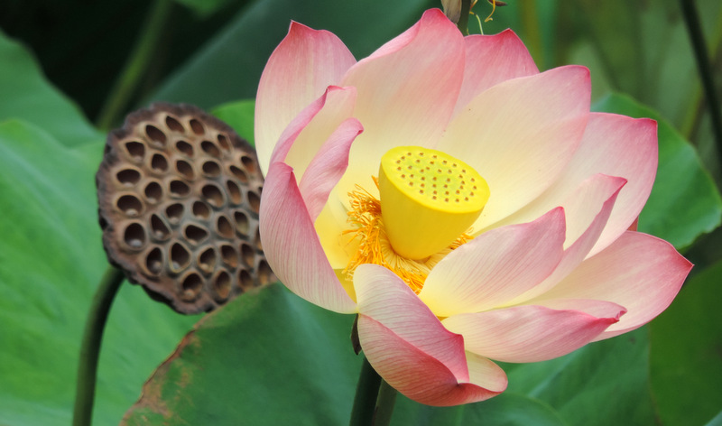 Les Plantes en folie de Nantes