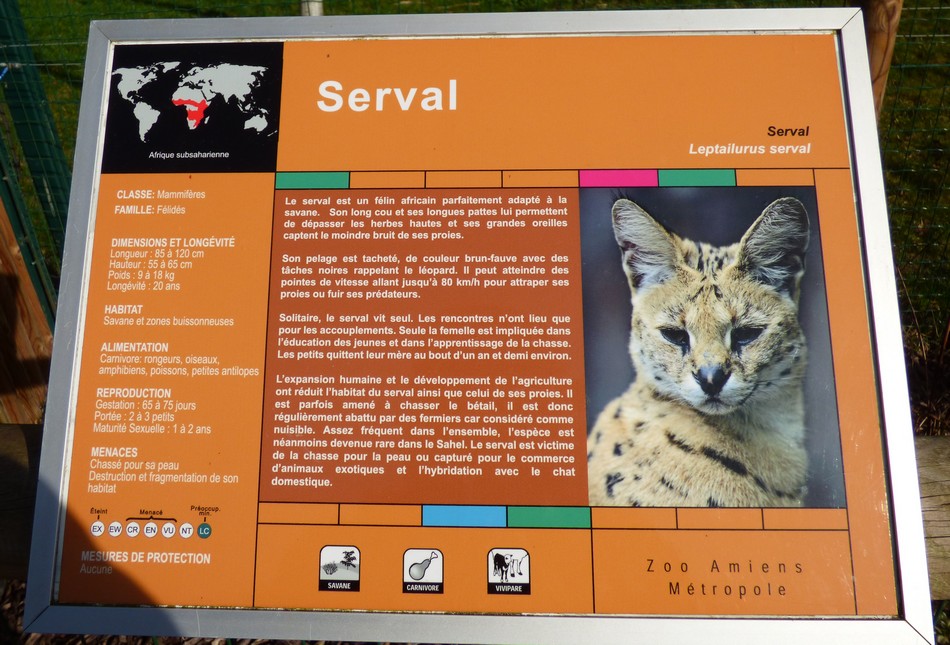 Au zoo d'Amiens en compagnie du Serval 