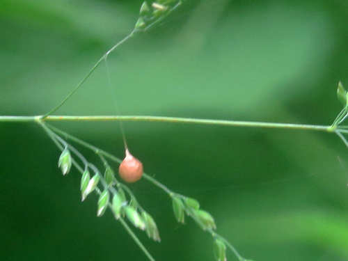 Cocon de  Theridiosoma gemmosum