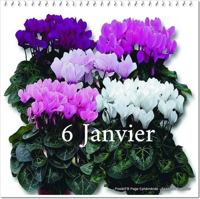 Les fleurs du mois de janvier