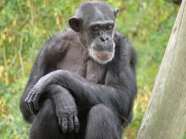 Zoo de Beauval (13).