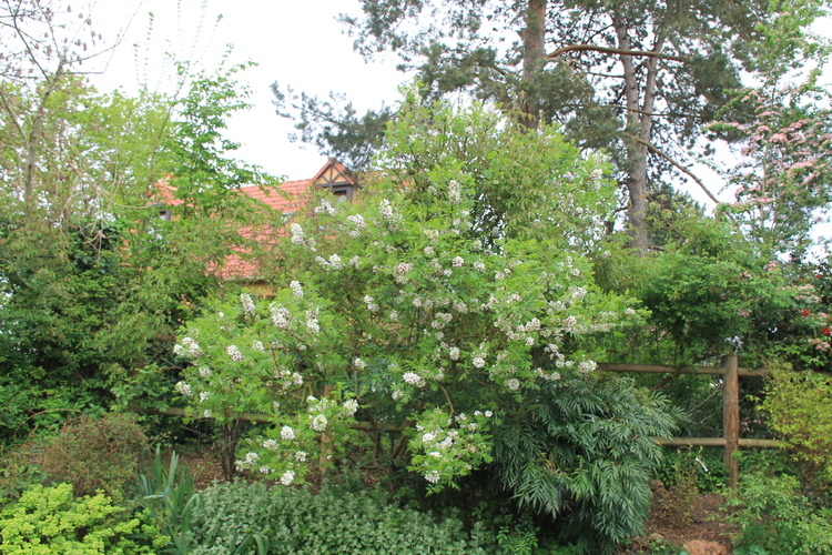 Temps pluvieux, jardin heureux