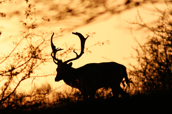 Deer at Dusk by thrumyeye