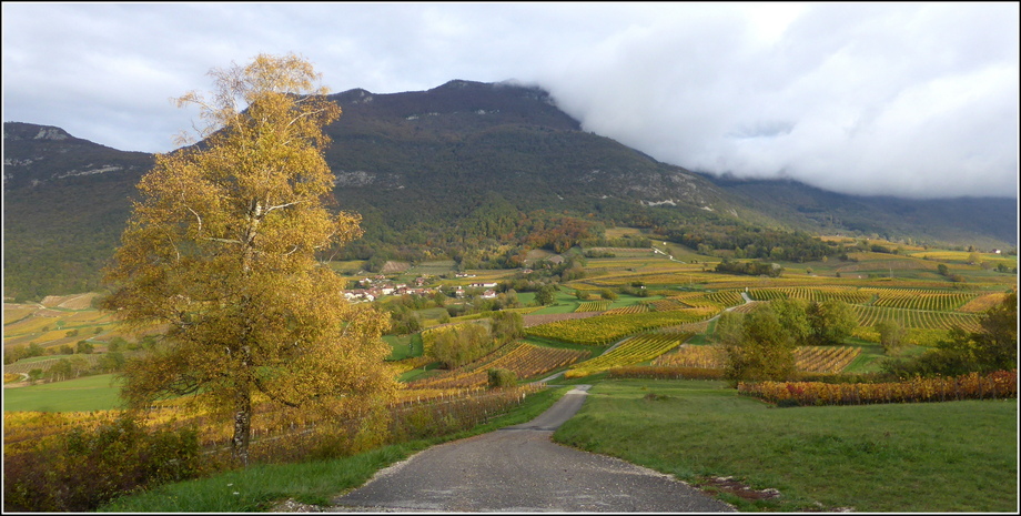 Dans les vignobles de Jongieux ( Savoie ) avant l'hiver !