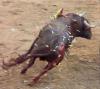http://www.protection-des-animaux.org/ipb/index.php?act=Attach&type=post&id=2284 http://www.protection-des-animaux.org/ipb/index.php?act=Attach&type=post&id=2284