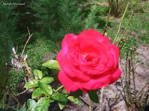 Une balade fleurie dans mon village le 31 juillet (suite)...