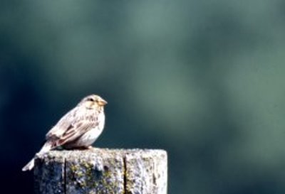 pipit-des-arbres.jpg