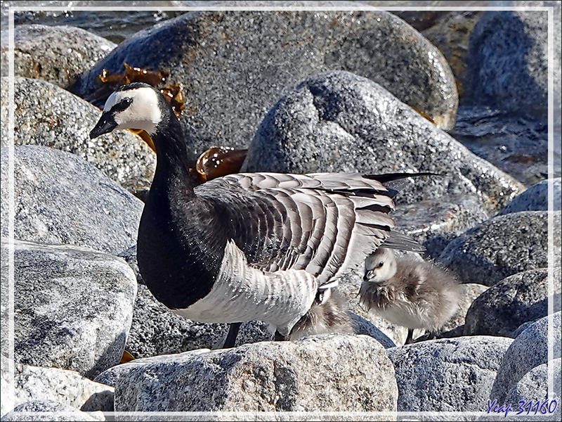 Quelques oiseaux de l'île Ytre Norskoya - Svalbard - Norvège