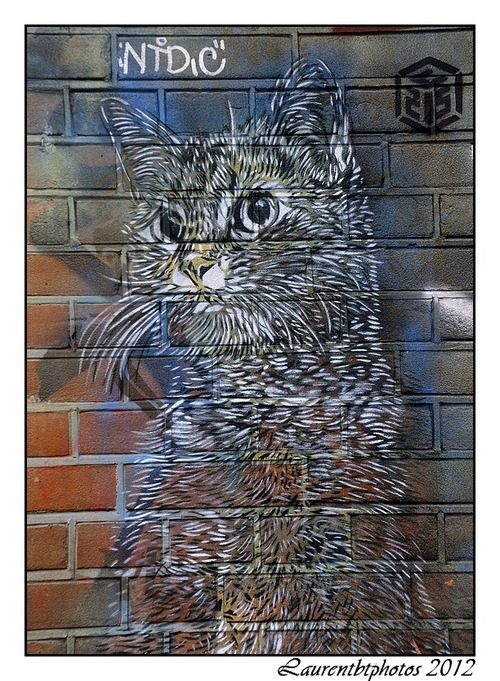 Chat par C215