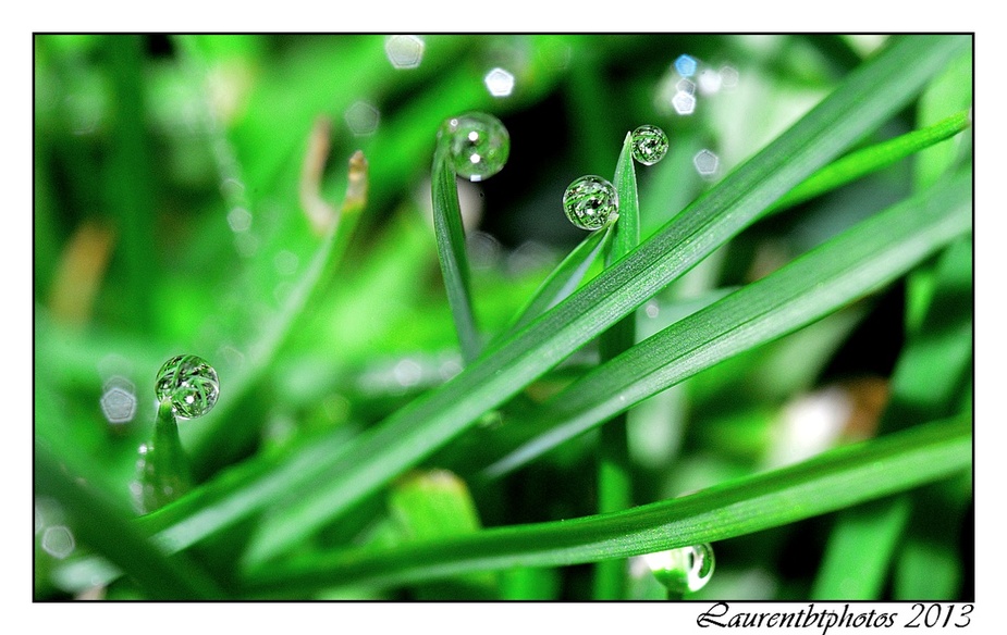 Essai gouttes et fleurs en macro...