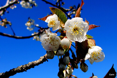 Belles fleurs blanches !