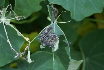 Purins et autres soins aux plantes