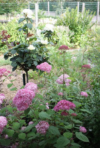 Hydrangea arborescens Pink Annabelle, rosiers 'Mme Antoine Meilland' et 'Jeanne Moreau' de Meilland