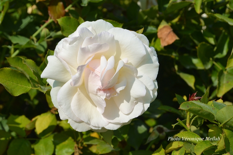 Les roses du Jardin du Palais-Royal