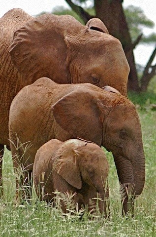 C  P  ELEPHANTS  2