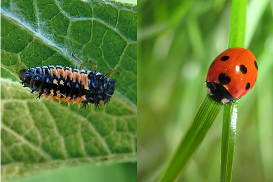 Les incroyables transformations des animaux