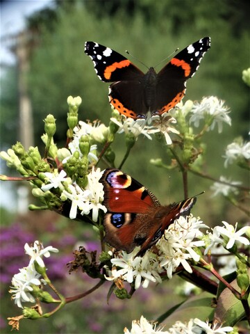 Le jardin aux papillons