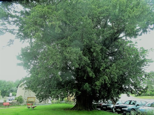 Des arbres centenaires en Bretagne dans les Cotes d'Armor