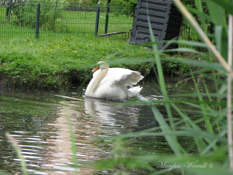 Colmar : Rencontre avec les cygnes 2/2