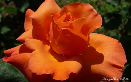 Le cartoscope du jeudi 19 juin 2014