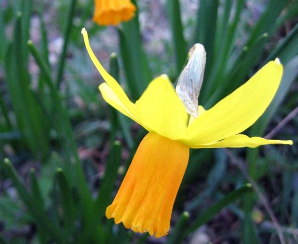 Narcissus cyclaminus 1118