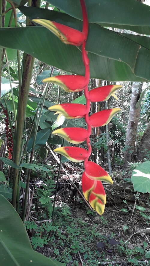 J8, Cascades de KuangSi, Luang Prabang,Laos