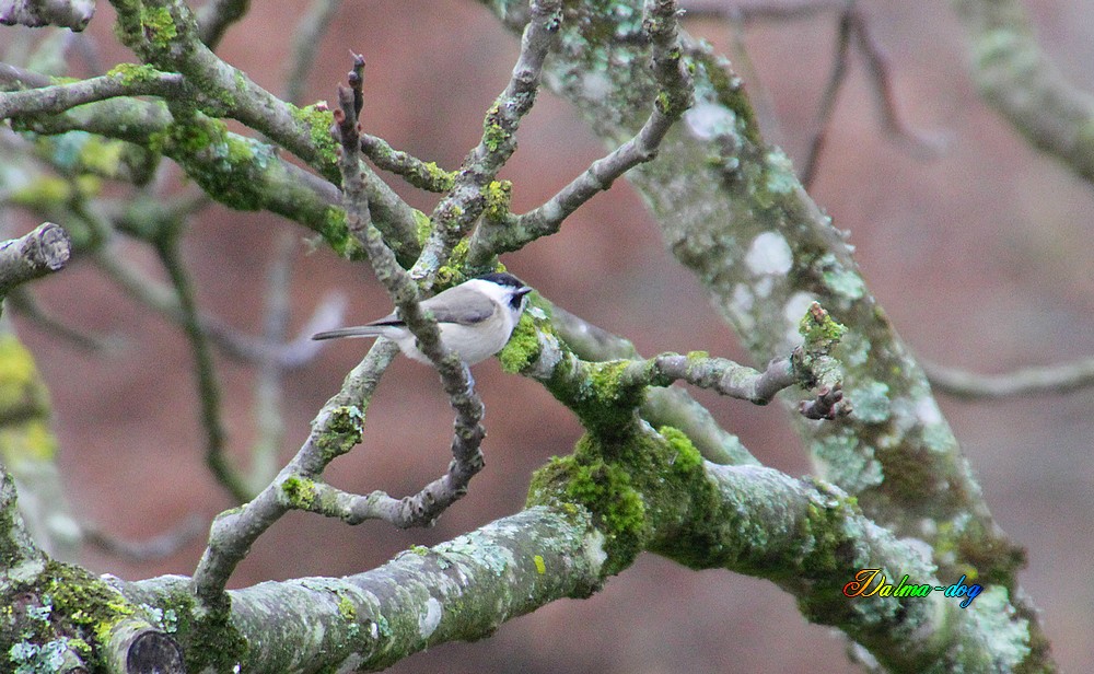 moineau, mésange nonnette