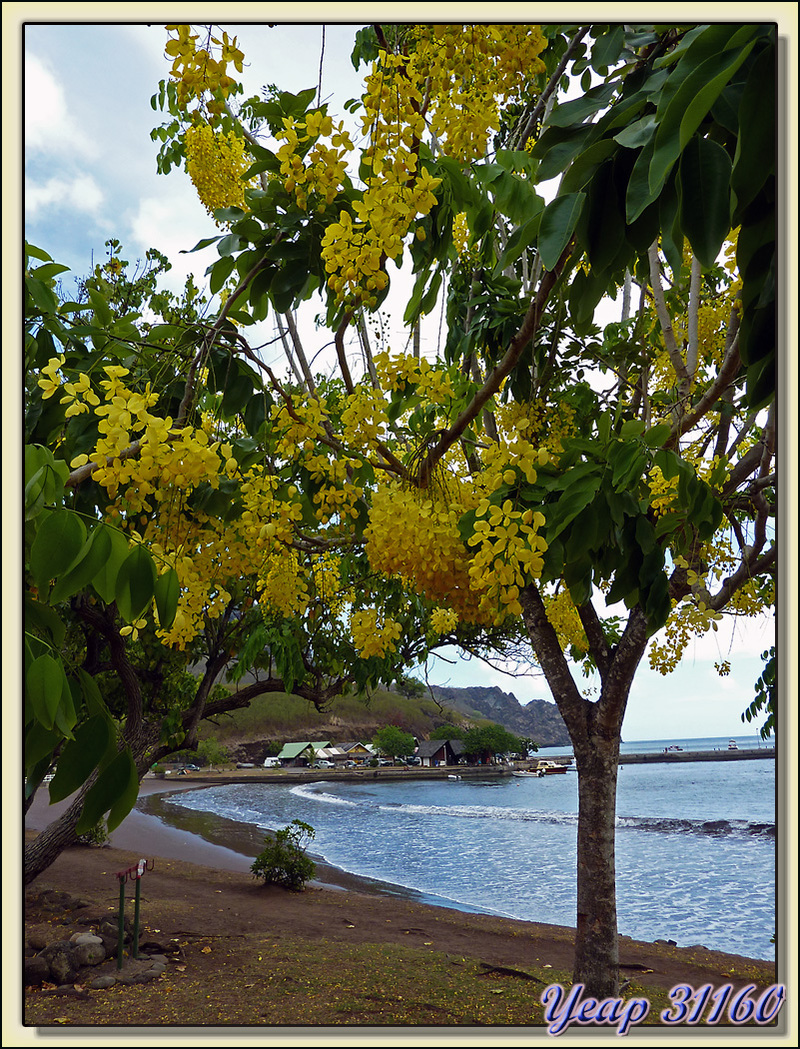 Casse muette, canéficier, cassier (Cassia fistula) - Taiohae - Nuku Hiva - Iles Marquises - Polynésie française