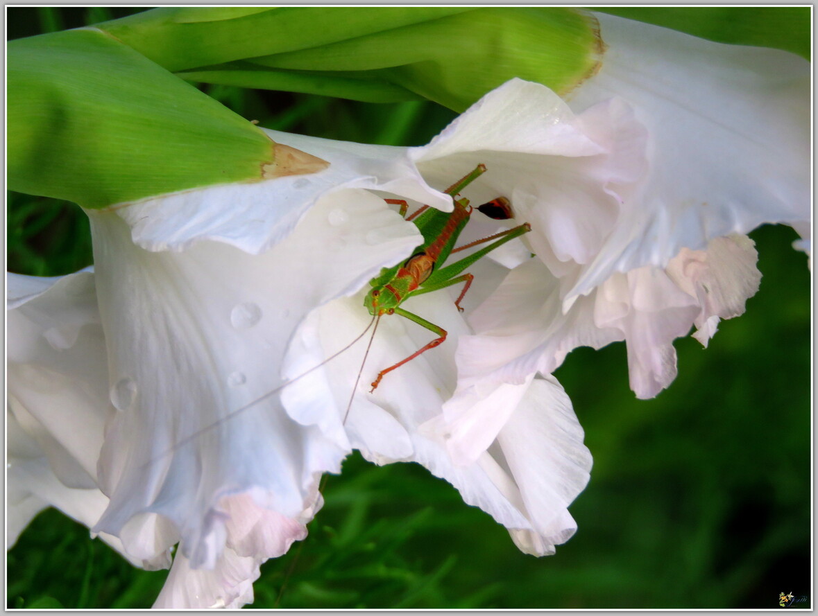 MOI  JE   RESTE  AU  JARDIN