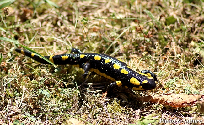 La salamandre