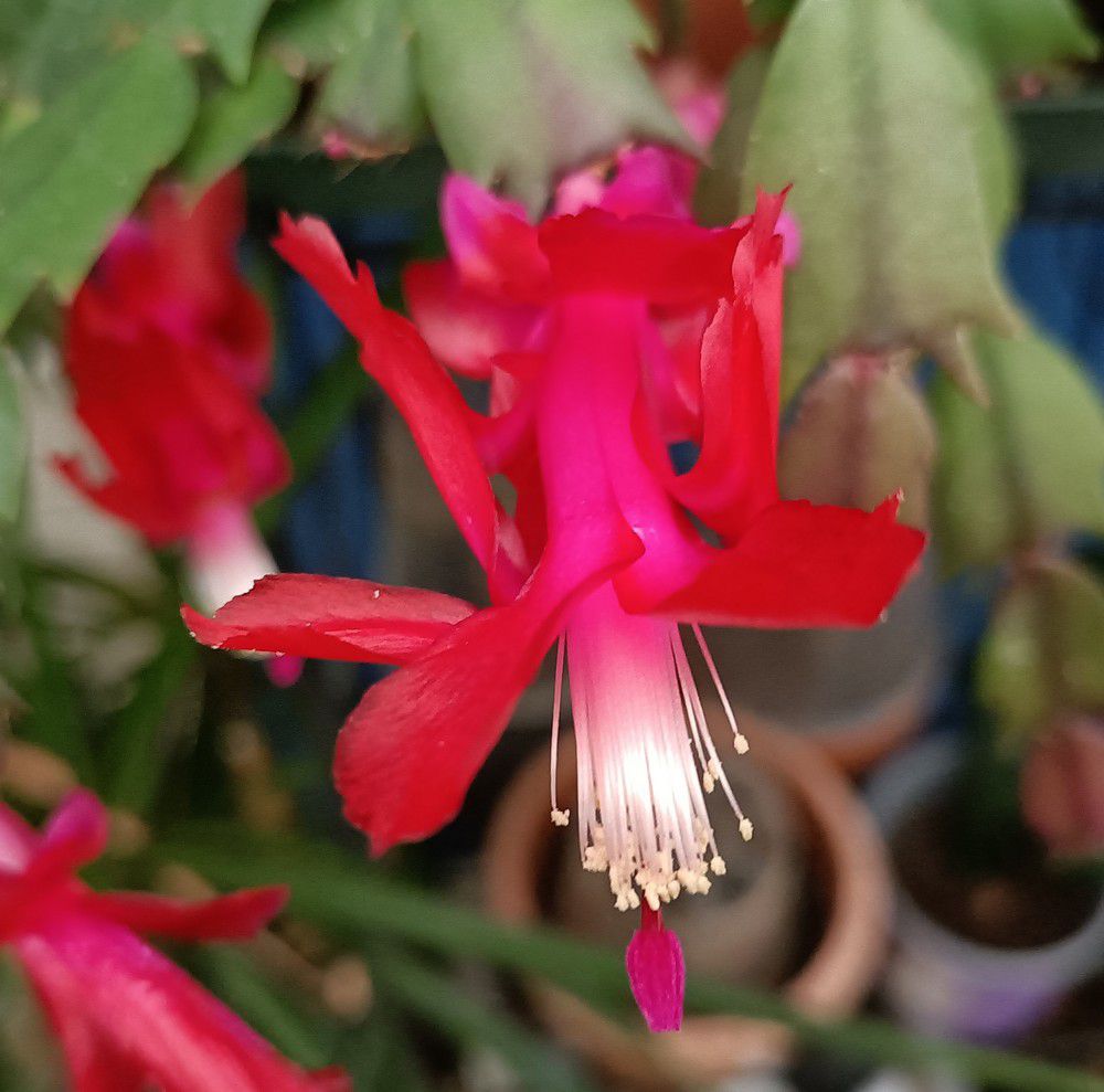 Cactus de Noël en fleurs - décembre 2023...