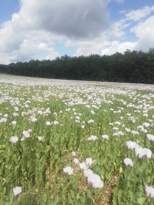 Des pavots somnifères.