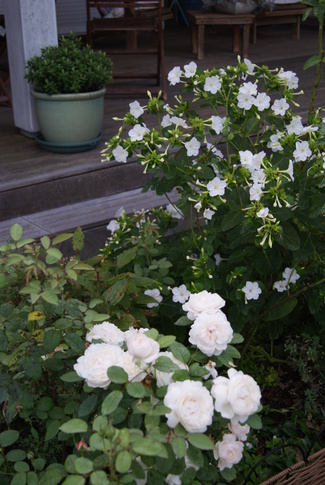 rose Winchester Cathedral de David Austin