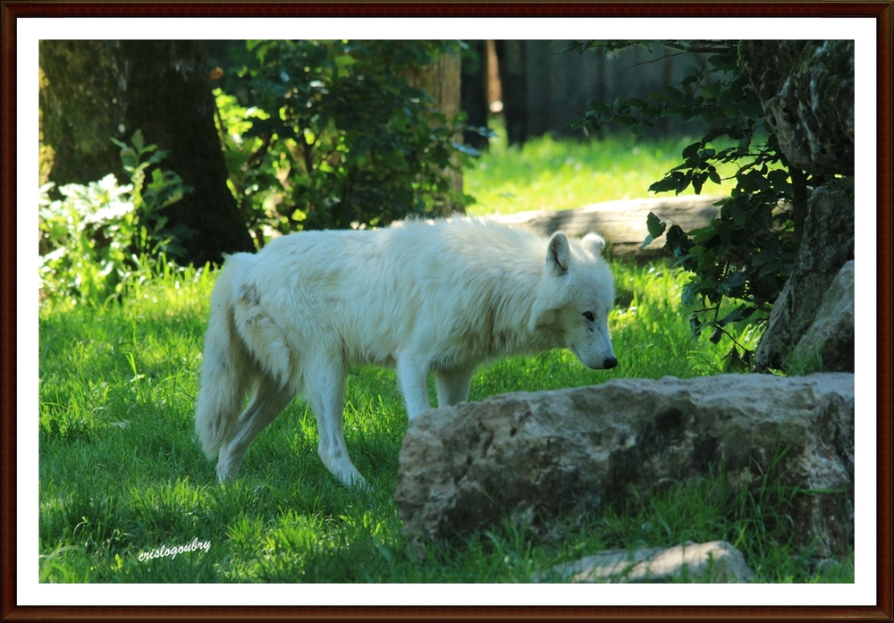 Le Loup Blanc