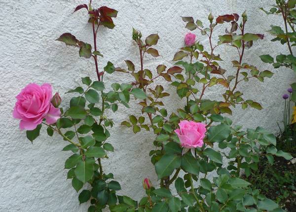 Premières roses-05-10