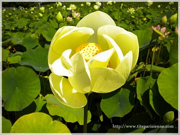 6 août 2011 Parc Floral Lotus 2