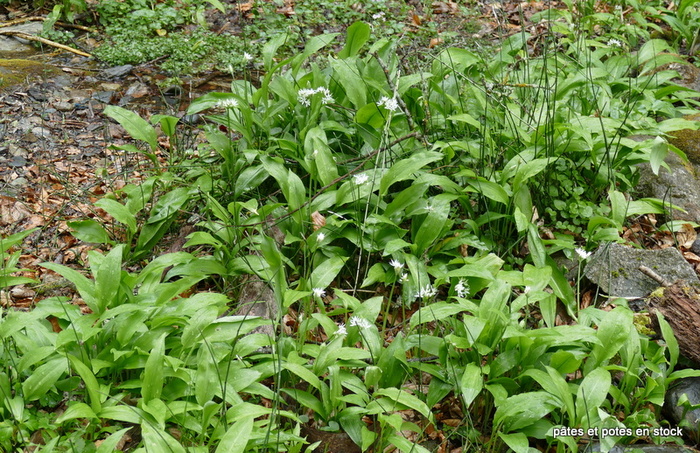 Pesto d'ail des ours