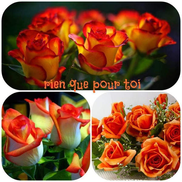 12 154 Mars 2016 Joyeuse anniversaire a mon amie LILY