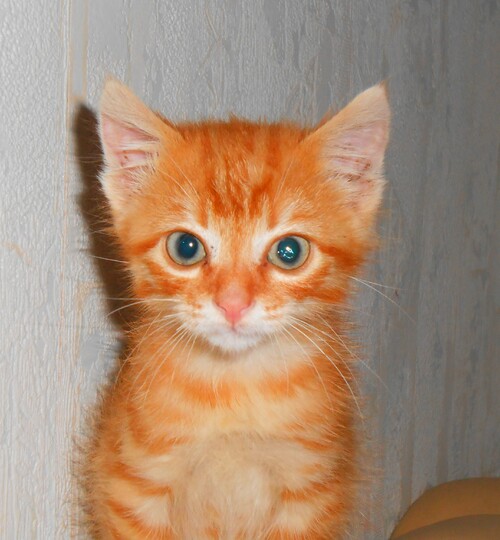 Léo (petit chat roux)