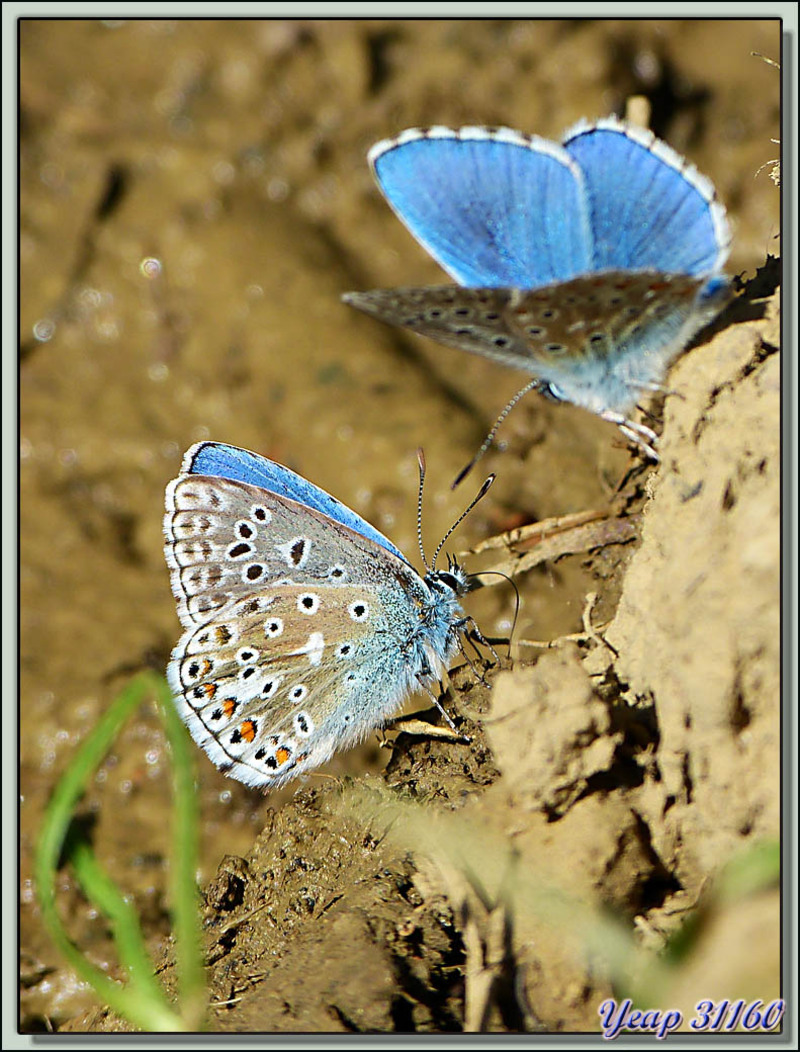 Adonis bleu, Bel Argus, Azuré bleu céleste (Poyommatus bellargus) - Aspet - 31  (Faune)