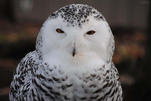 (2) La chouette Harfang des neiges.